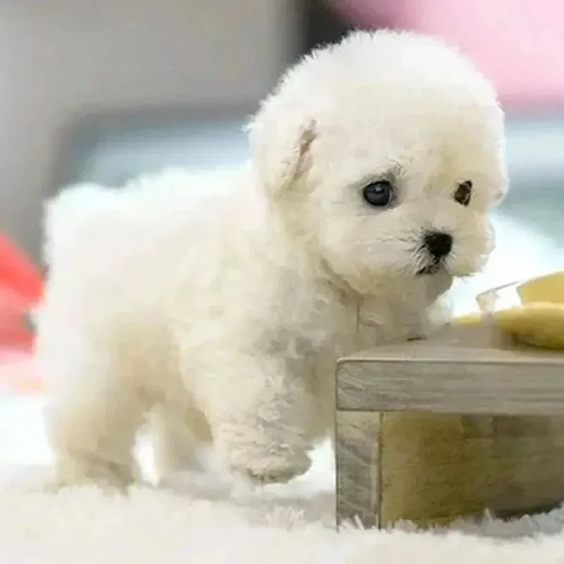 Smart Interactive Robot Dog Toy.